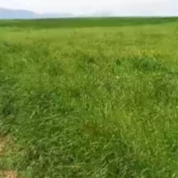Göyçay rayonunda torpaq satılır