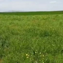 Göyçay rayonunda torpaq satılır