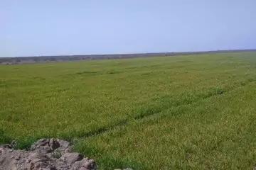 Satılır Torpaq Salyan Rayonunda 