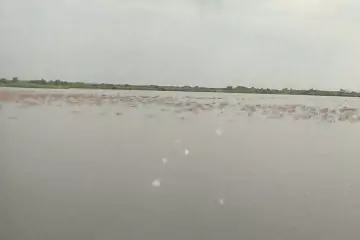 Satılır Torpaq Salyan Rayonunda
