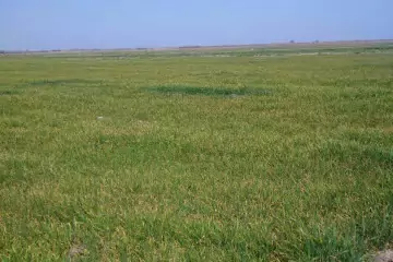 Satılır Torpaq Salyan Rayonunda