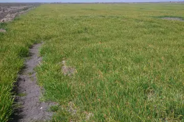 Satılır Torpaq Salyan Rayonunda