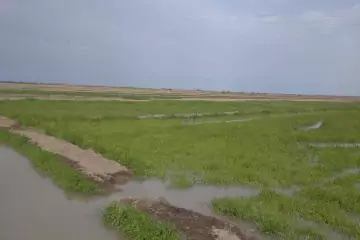 Satılır Torpaq Salyan Rayonunda