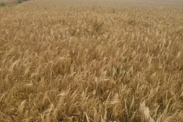 Satılır Torpaq Salyan Rayonunda