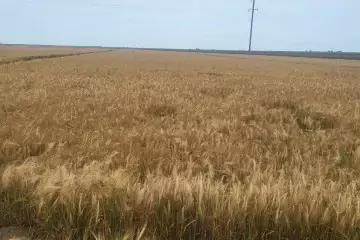 Satılır Torpaq Salyan Rayonunda