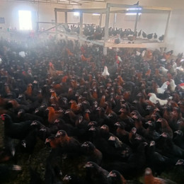 Satılır Torpaq Quba Rayonunda