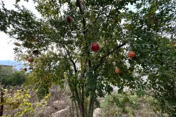 Satılır Torpaq əmircanda