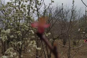 Satılır Həyət Evi Maştağada 