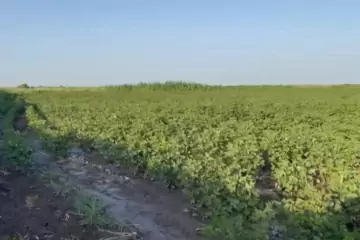 Satılır Obyekt İmişli Rayonunda 