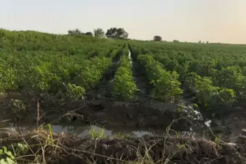 Satılır Torpaq Saatlı Rayonunda 