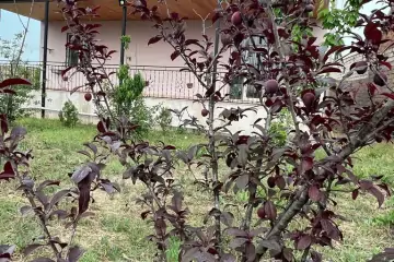 Satılır Həyət Evi Maştağada