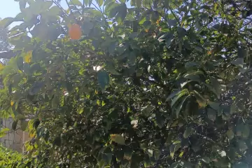Satılır Bağ Evi şüvəlanda
