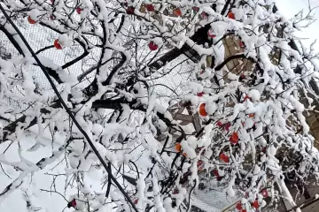Satılır Torpaq Keşlədə