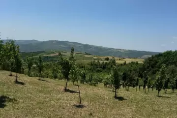Satılır Torpaq Ağsu Rayonunda