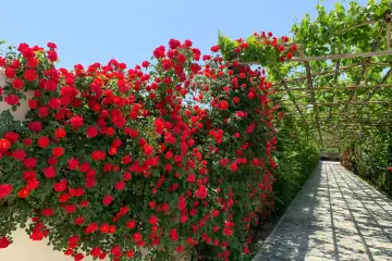 Aylıq Kirayə Bağ Evi Bilgəhdə
