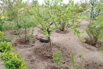Satılır Torpaq Buzovnada