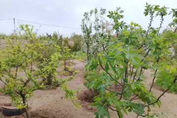 Satılır Torpaq Buzovnada