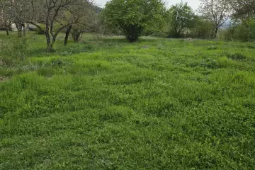 Satılır Torpaq Qəbələ şəhərində