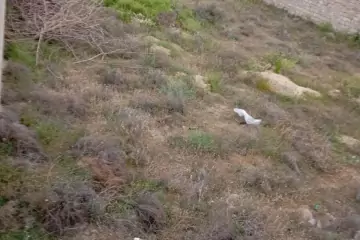 Satılır Torpaq şüvəlanda