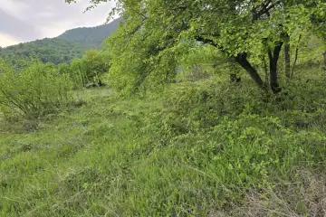 Satılır Torpaq Qəbələ şəhərində
