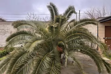 Satılır Villa Bilgəhdə