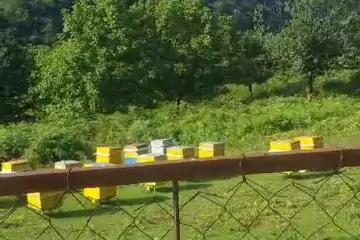 Satılır Torpaq Qax Rayonunda