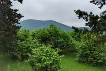 Satılır Torpaq Zaqatala Rayonunda