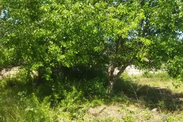 Satılır Torpaq Digahda