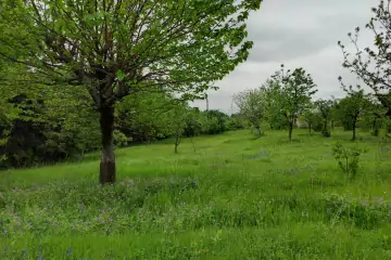 Satılır Torpaq Zaqatala Rayonunda