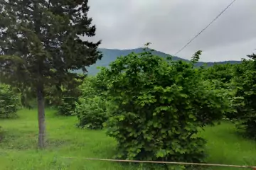 Satılır Torpaq Zaqatala Rayonunda