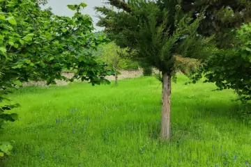 Satılır Torpaq Zaqatala Rayonunda