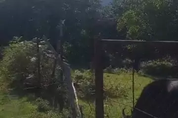 Satılır Torpaq Qax Rayonunda