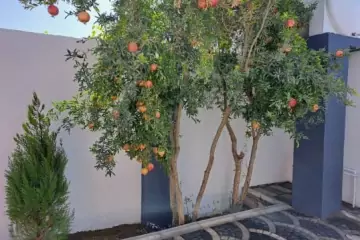 Satılır Həyət Evi Binədə