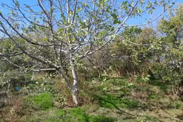 Satılır Torpaq Nardaranda