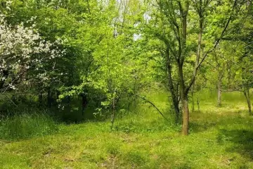 Günlük Kirayə Bağ Evi Lənkəran Rayonunda