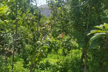 Satılır Torpaq Sarayda