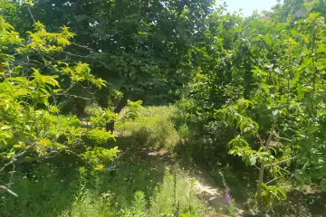 Satılır Torpaq Sarayda