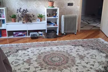Satılır Yeni Tikili Nargilə Kafesində