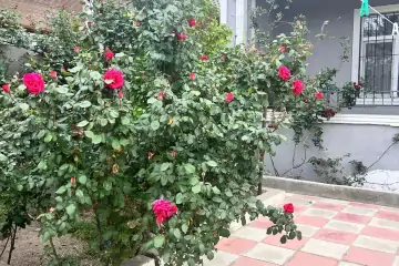Satılır Həyət Evi Kürdəxanıda