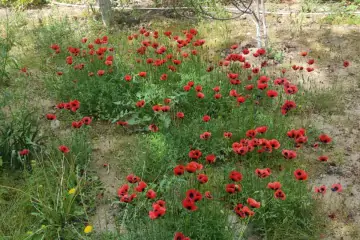 Satılır Həyət Evi Maştağada