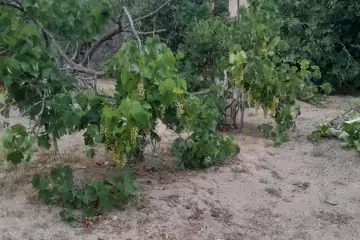 Satılır Torpaq Maştağada