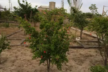 Aylıq Kirayə Bağ Evi Pirşağıda