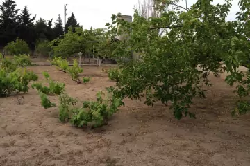 Aylıq Kirayə Bağ Evi Pirşağıda