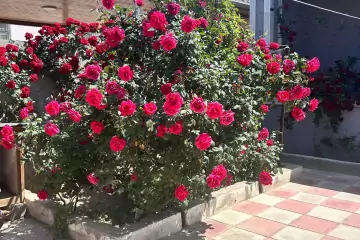 Satılır Bağ Evi Buzovnada