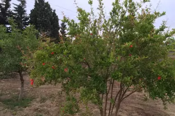Aylıq Kirayə Bağ Evi Pirşağıda