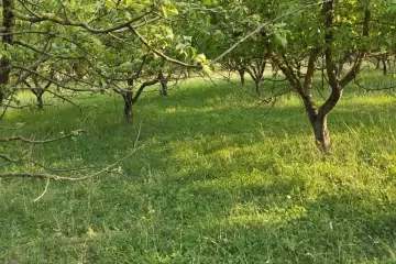 Satılır Torpaq Quba Rayonunda