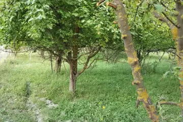 Satılır Torpaq Quba Rayonunda