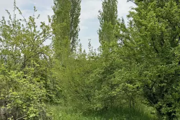 Satılır Torpaq Göygöl Rayonunda