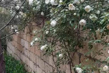Satılır Həyət Evi Fatmayıda