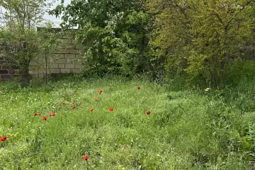 Satılır Torpaq Göygöl Rayonunda